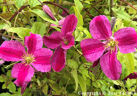 Clematis Viticella-Ryhm 'Krakowiak', tarhaviinikrh